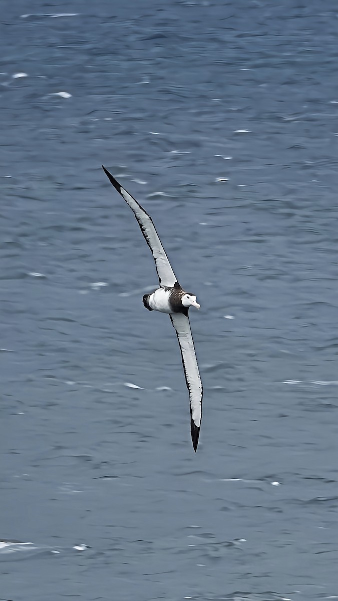 Antipodean Albatross - ML614963860