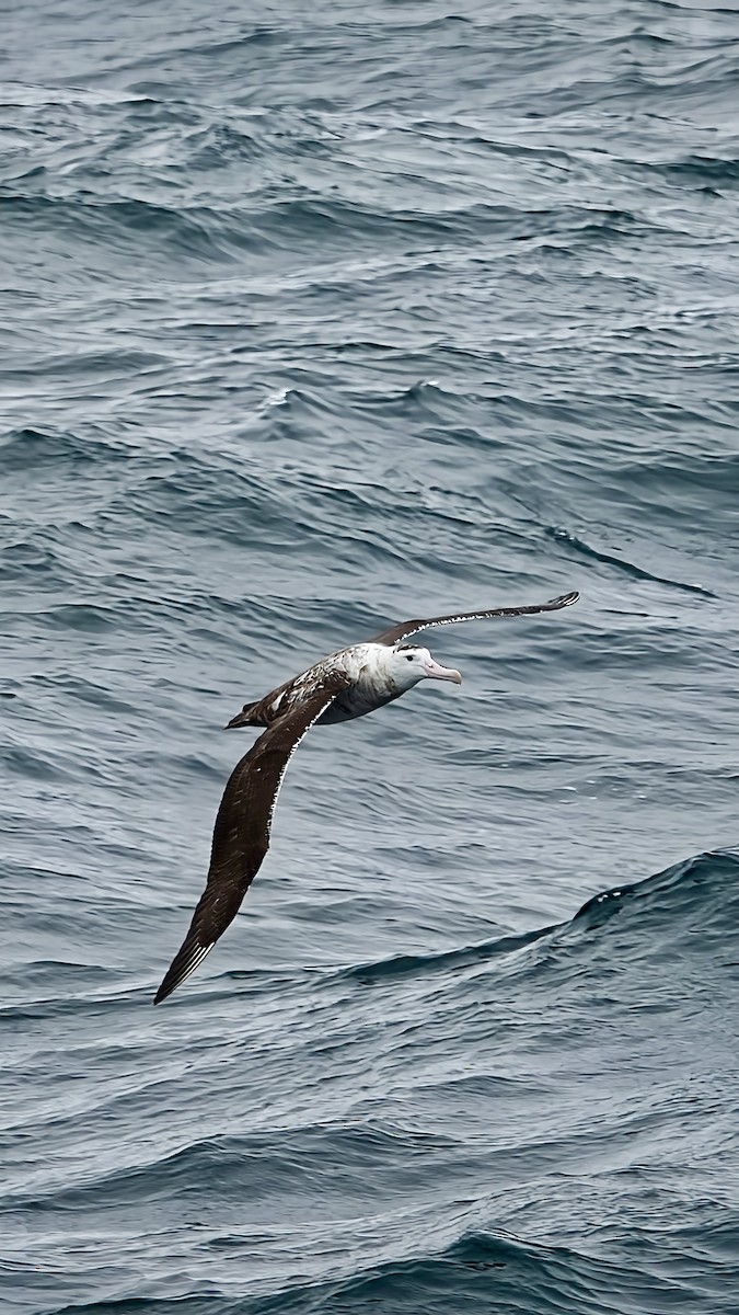 Antipodean Albatross - Chris Bell