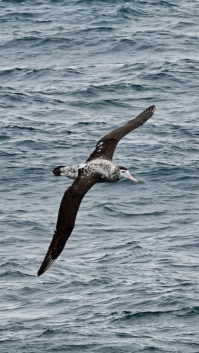 Antipodean Albatross - Chris Bell