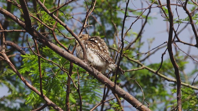 Peruvian Pygmy-Owl - ML614964658