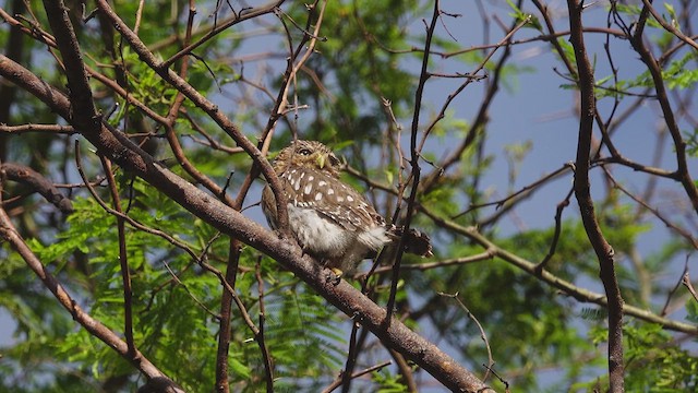 Peruvian Pygmy-Owl - ML614964660