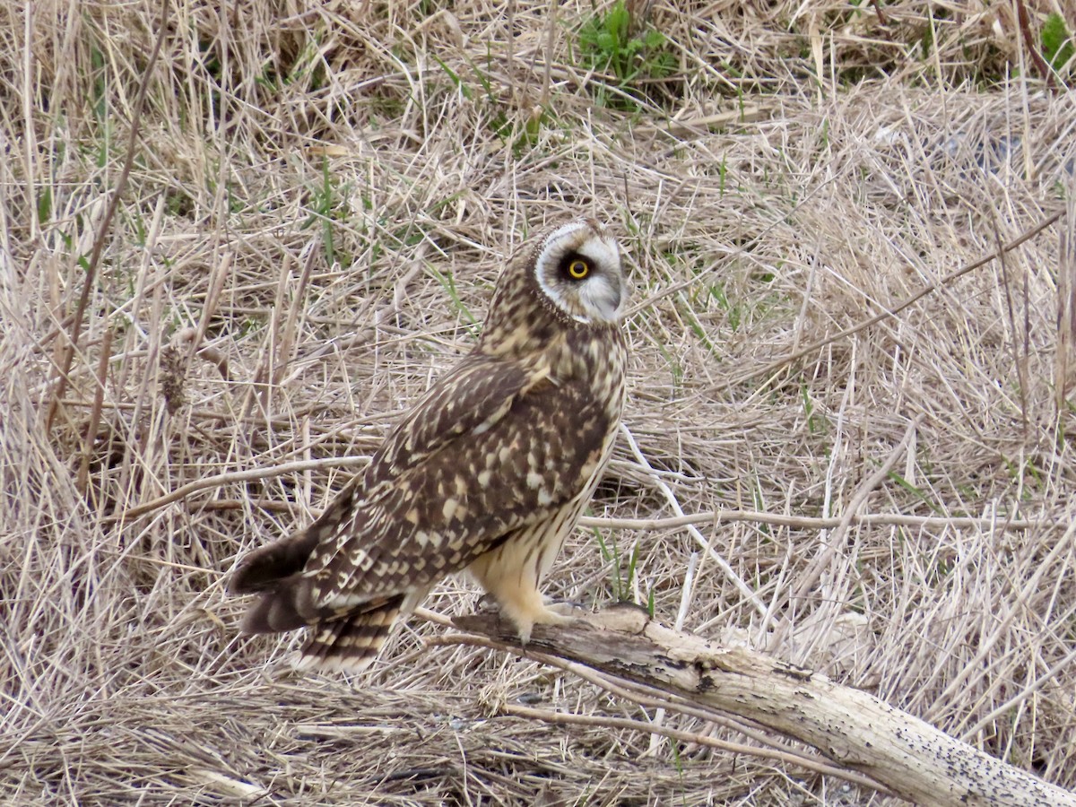 Short-eared Owl - ML614964665