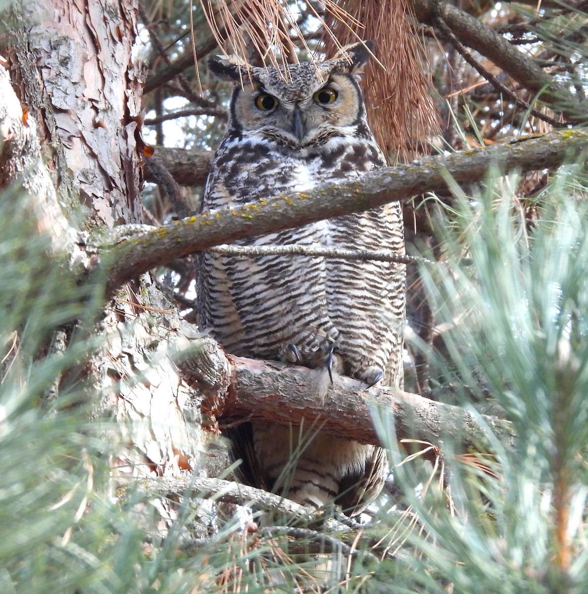 Great Horned Owl - ML614964686
