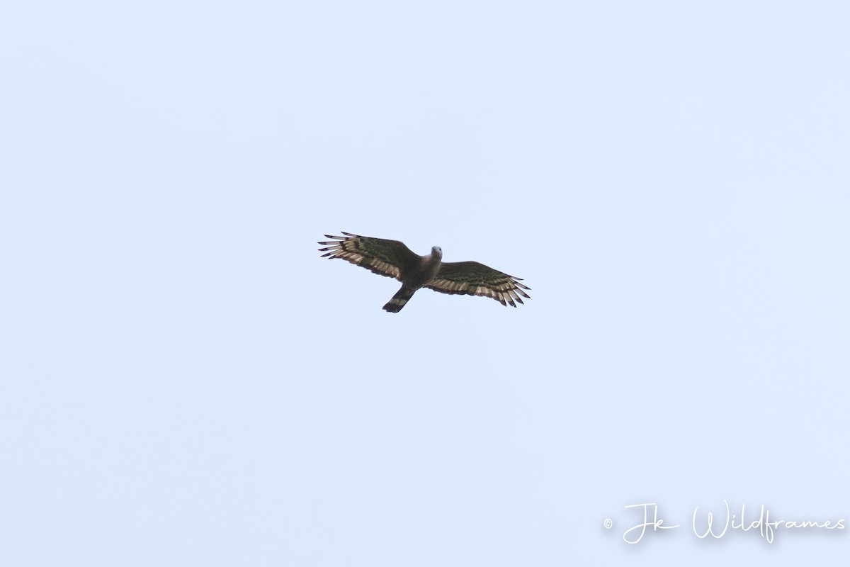 Oriental Honey-buzzard (Indomalayan) - ML614965215