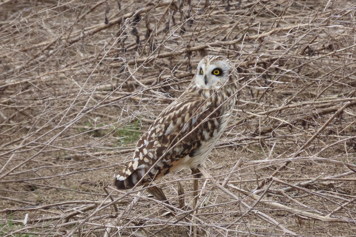 Short-eared Owl - ML614965227