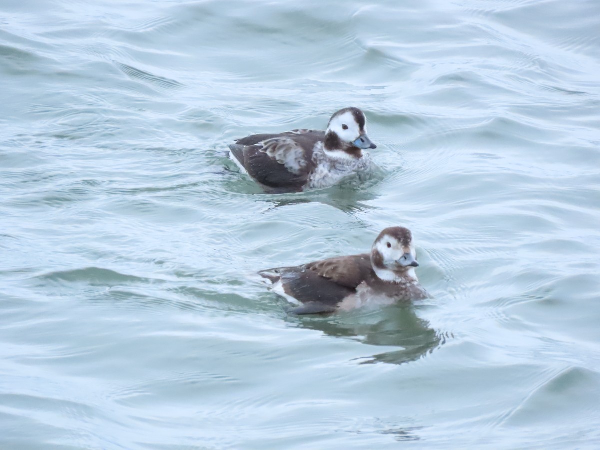 Long-tailed Duck - ML614965532