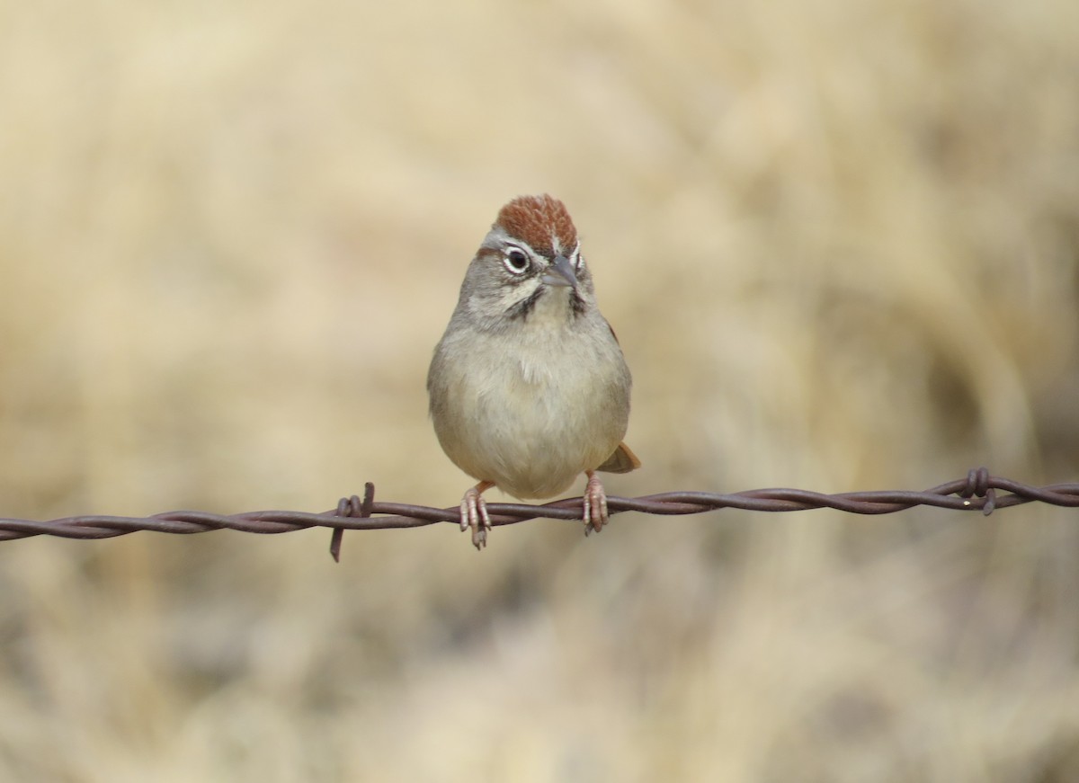 Rufous-crowned Sparrow - ML614965569