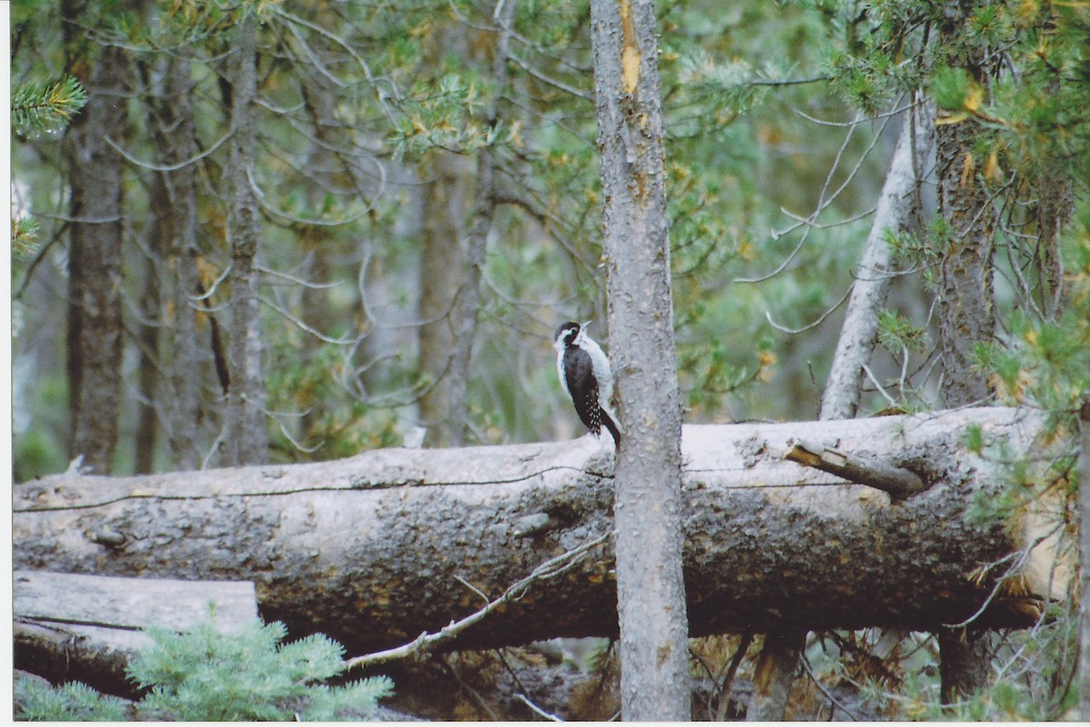 American Three-toed Woodpecker - ML614965575