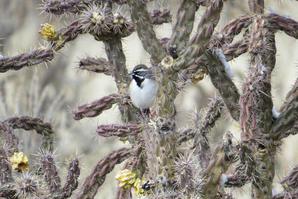 Black-throated Sparrow - ML614965613