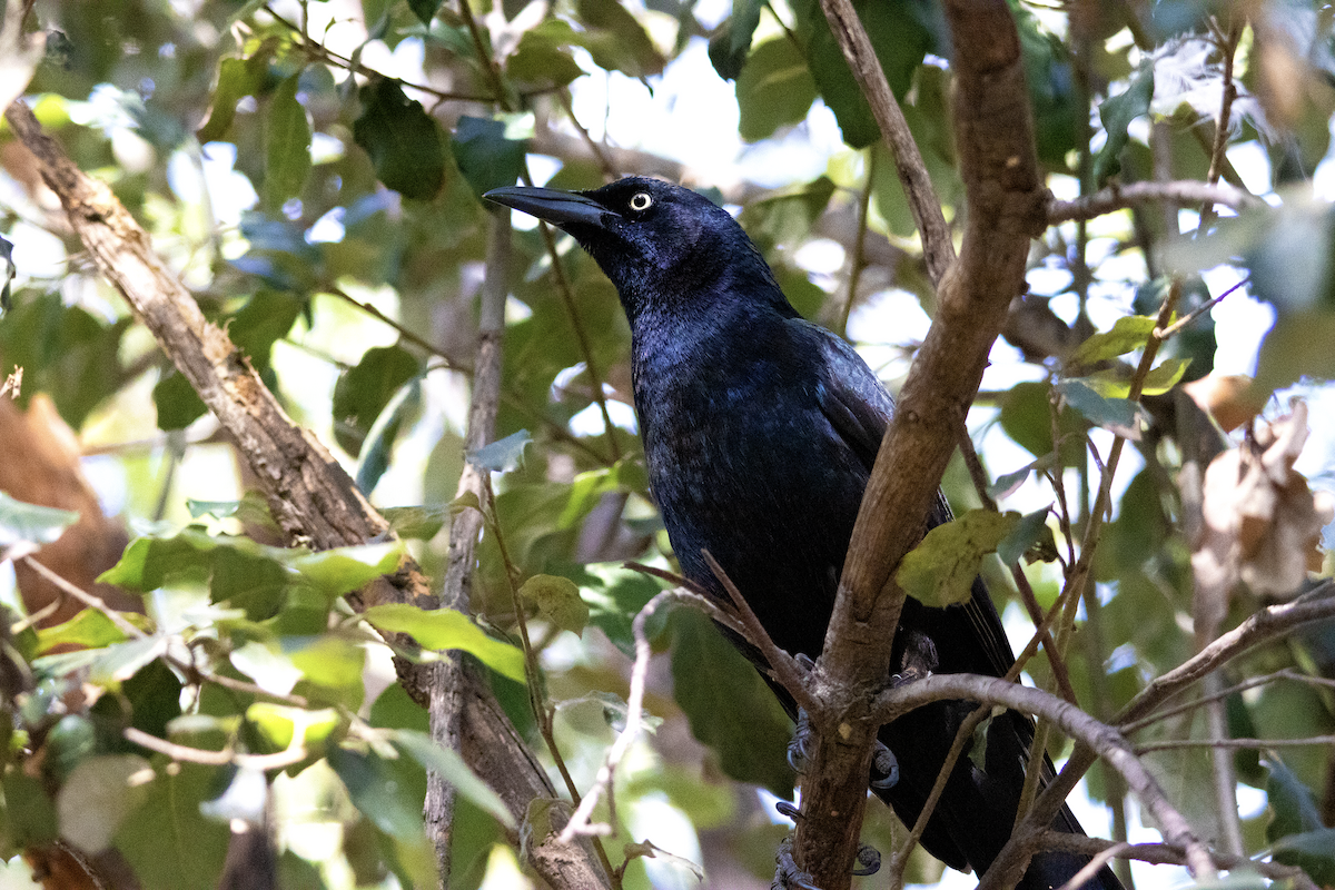 Great-tailed Grackle - ML614965731