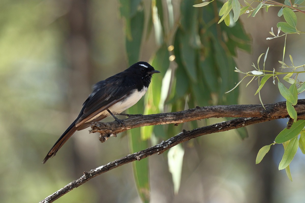 Willie-wagtail - ML614965815