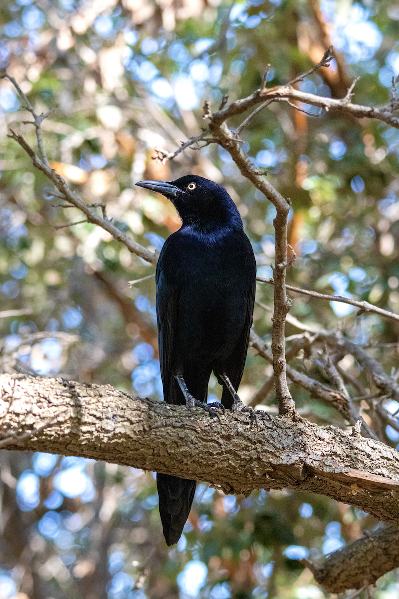 Great-tailed Grackle - ML614966021