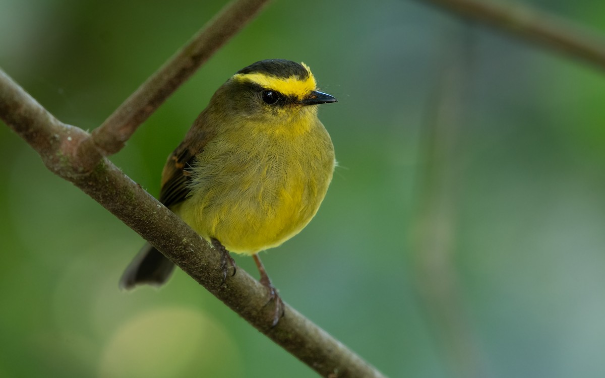 Yellow-bellied Chat-Tyrant - ML614966310