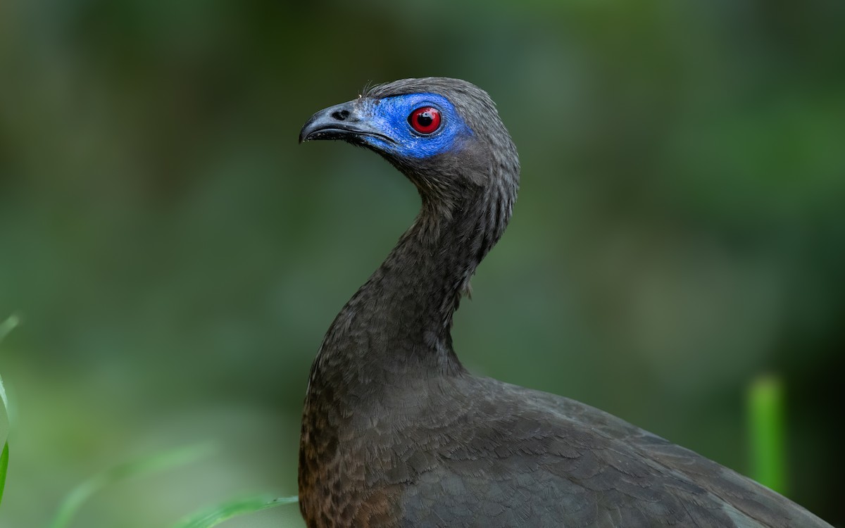 Sickle-winged Guan - ML614966359