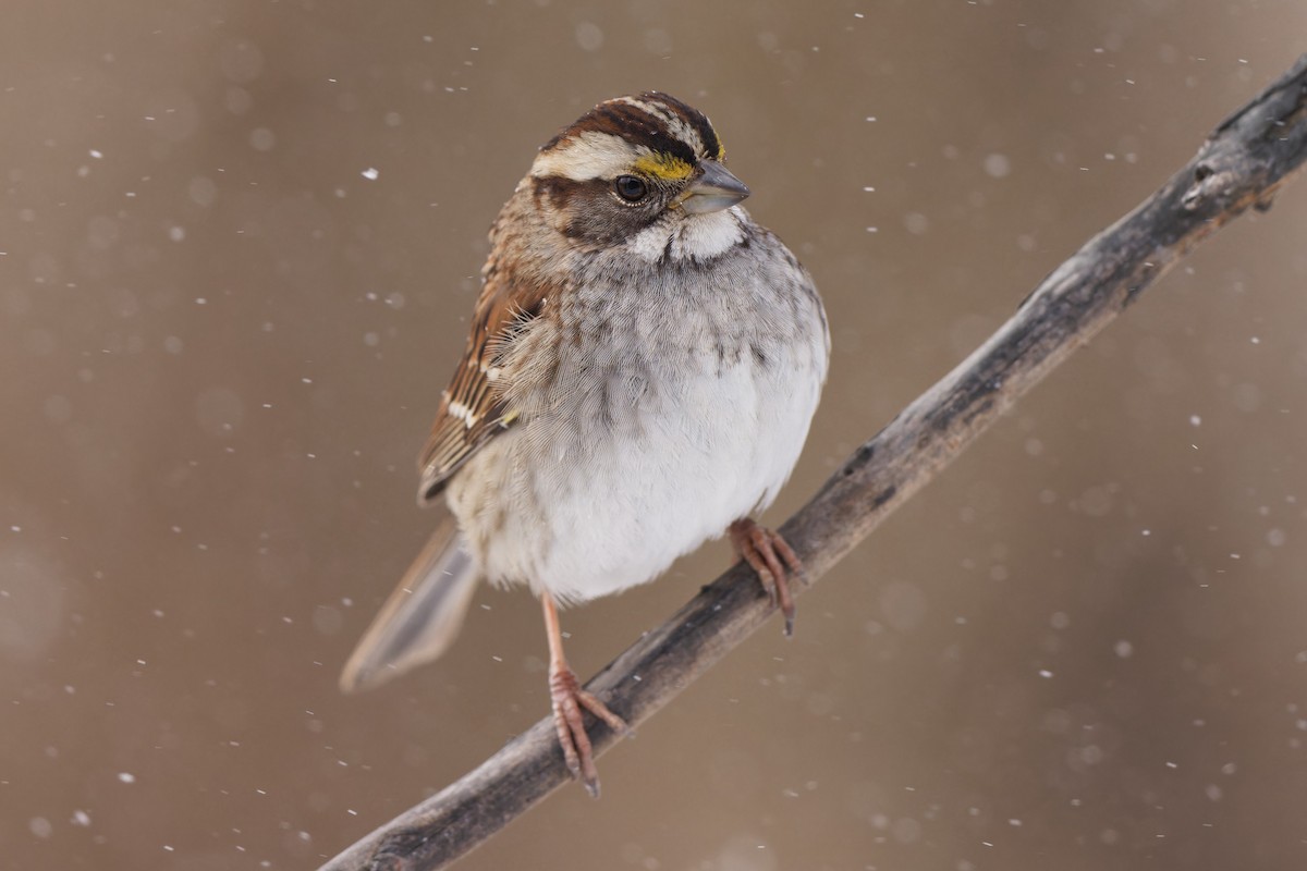 White-throated Sparrow - ML614966492