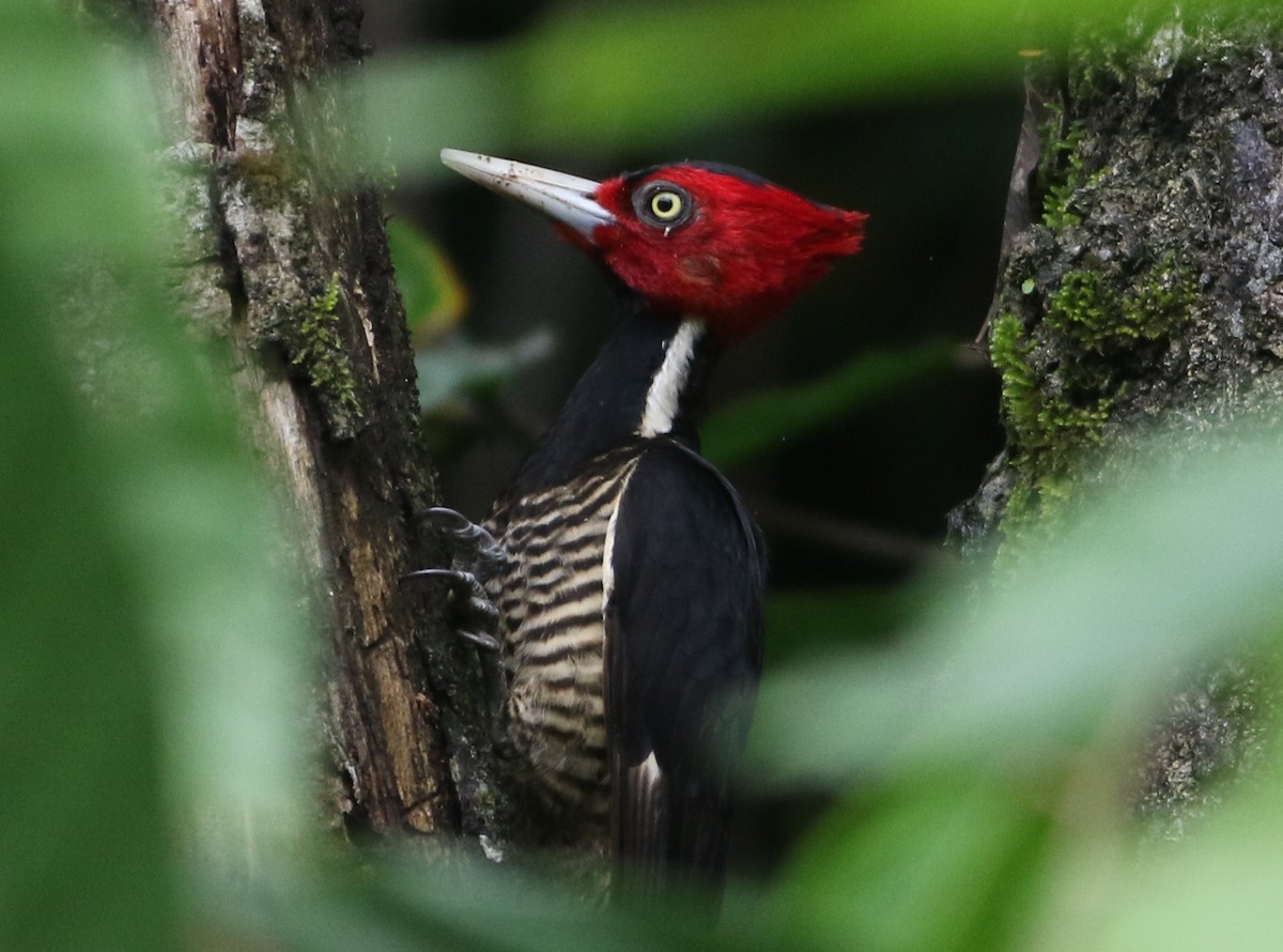 Pale-billed Woodpecker - ML614966975