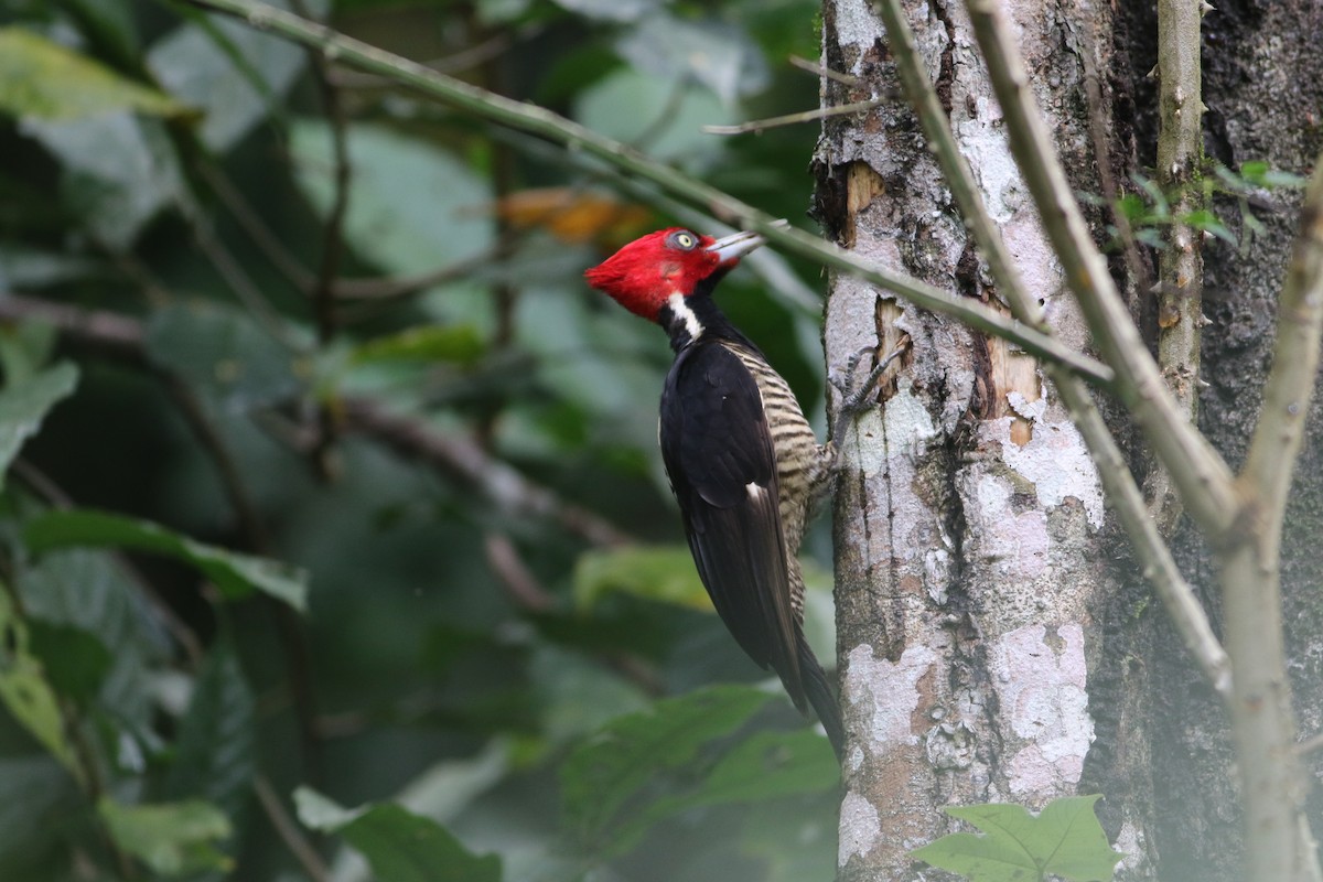 Pale-billed Woodpecker - John Fitzpatrick