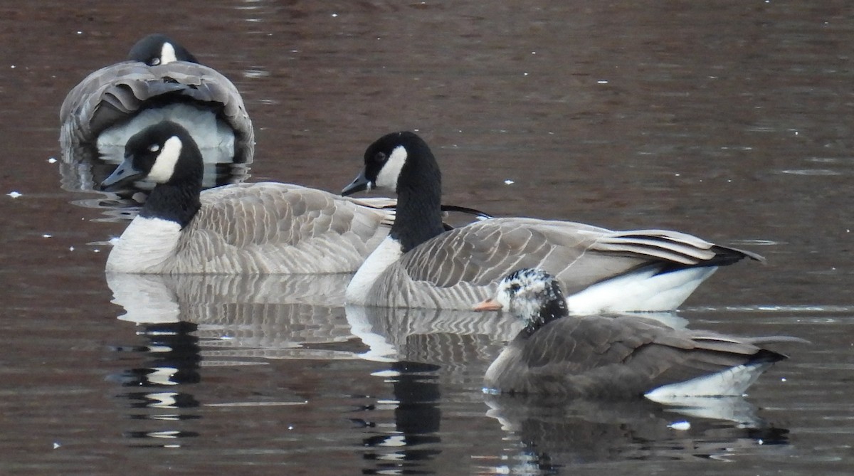 Greater White-fronted x Cackling Goose (hybrid) - ML614967086