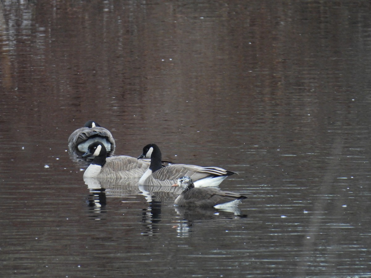 Greater White-fronted x Cackling Goose (hybrid) - ML614967096
