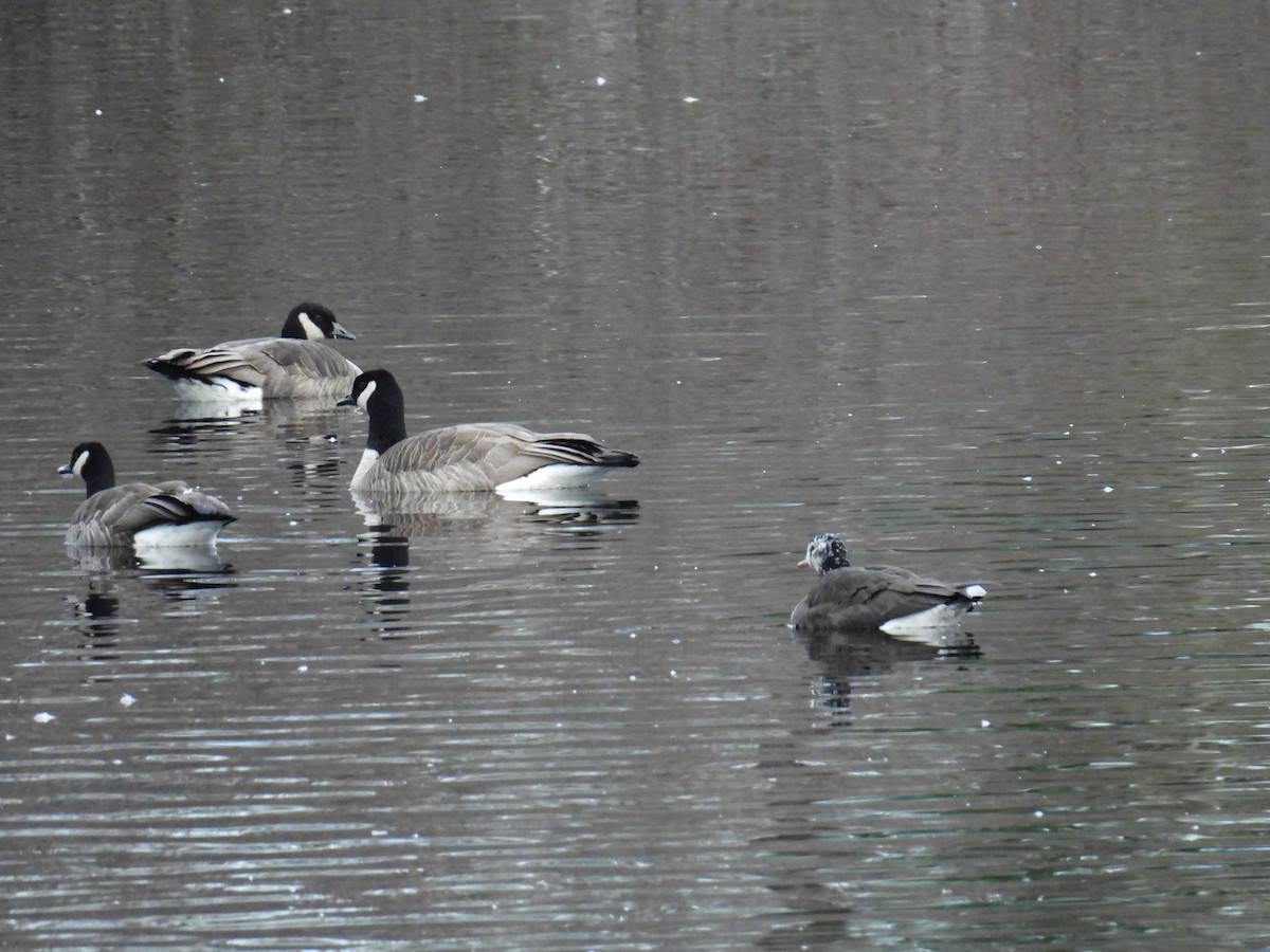 Greater White-fronted x Cackling Goose (hybrid) - ML614967097