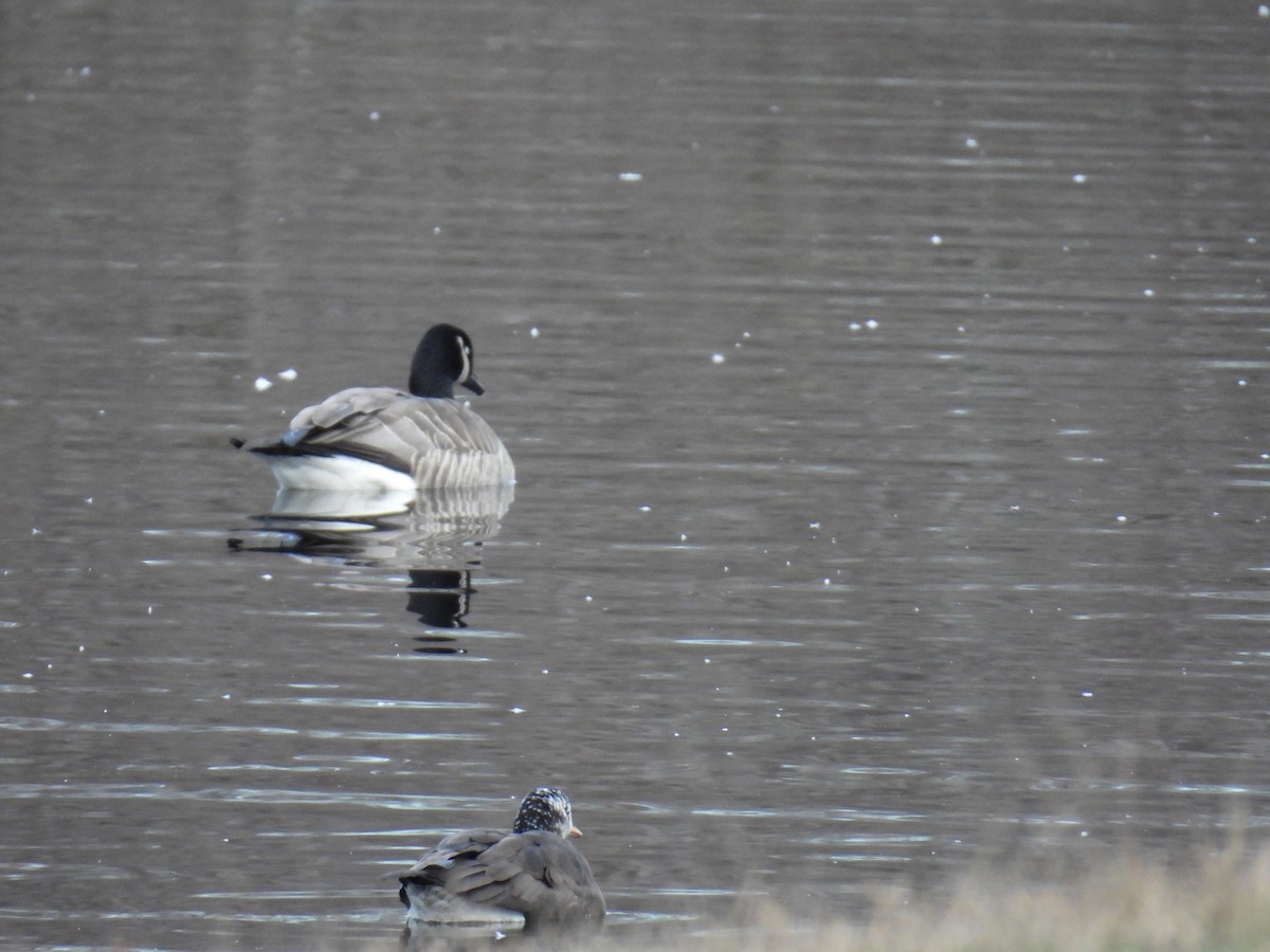 Greater White-fronted x Cackling Goose (hybrid) - ML614967108