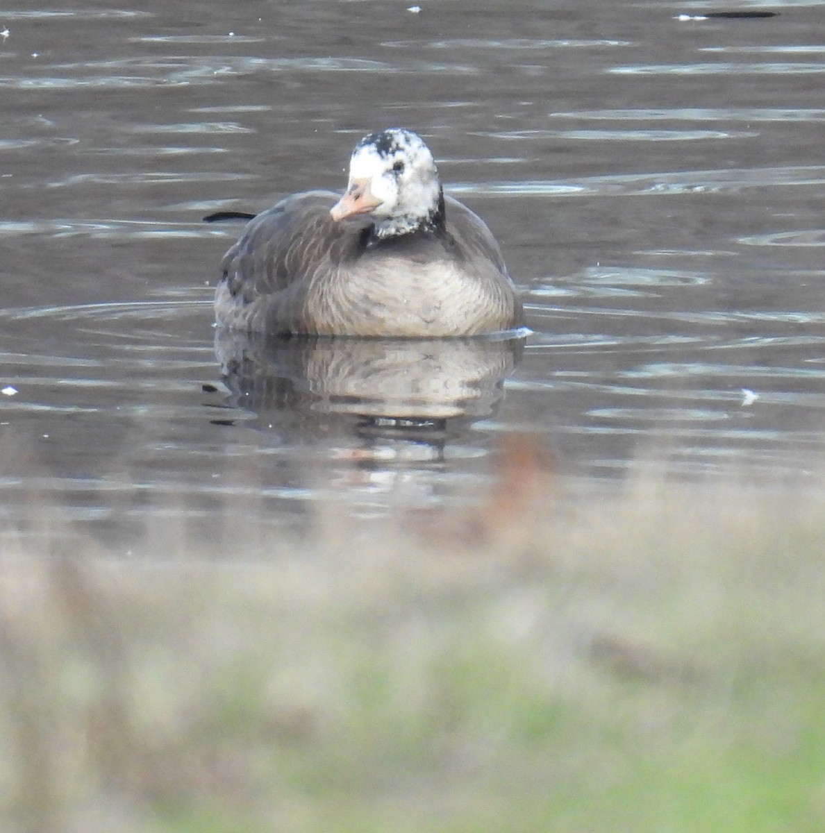 Greater White-fronted x Cackling Goose (hybrid) - ML614967135