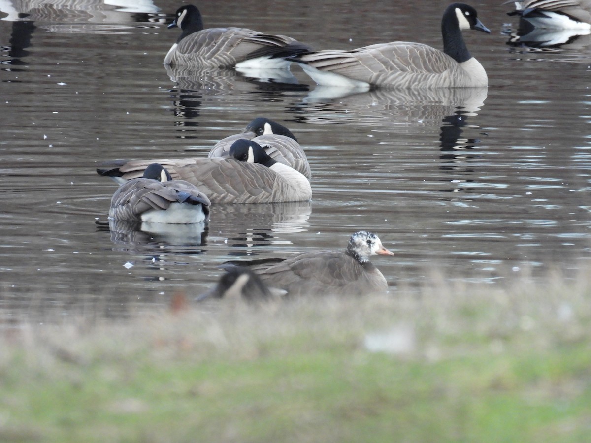 Greater White-fronted x Cackling Goose (hybrid) - ML614967138