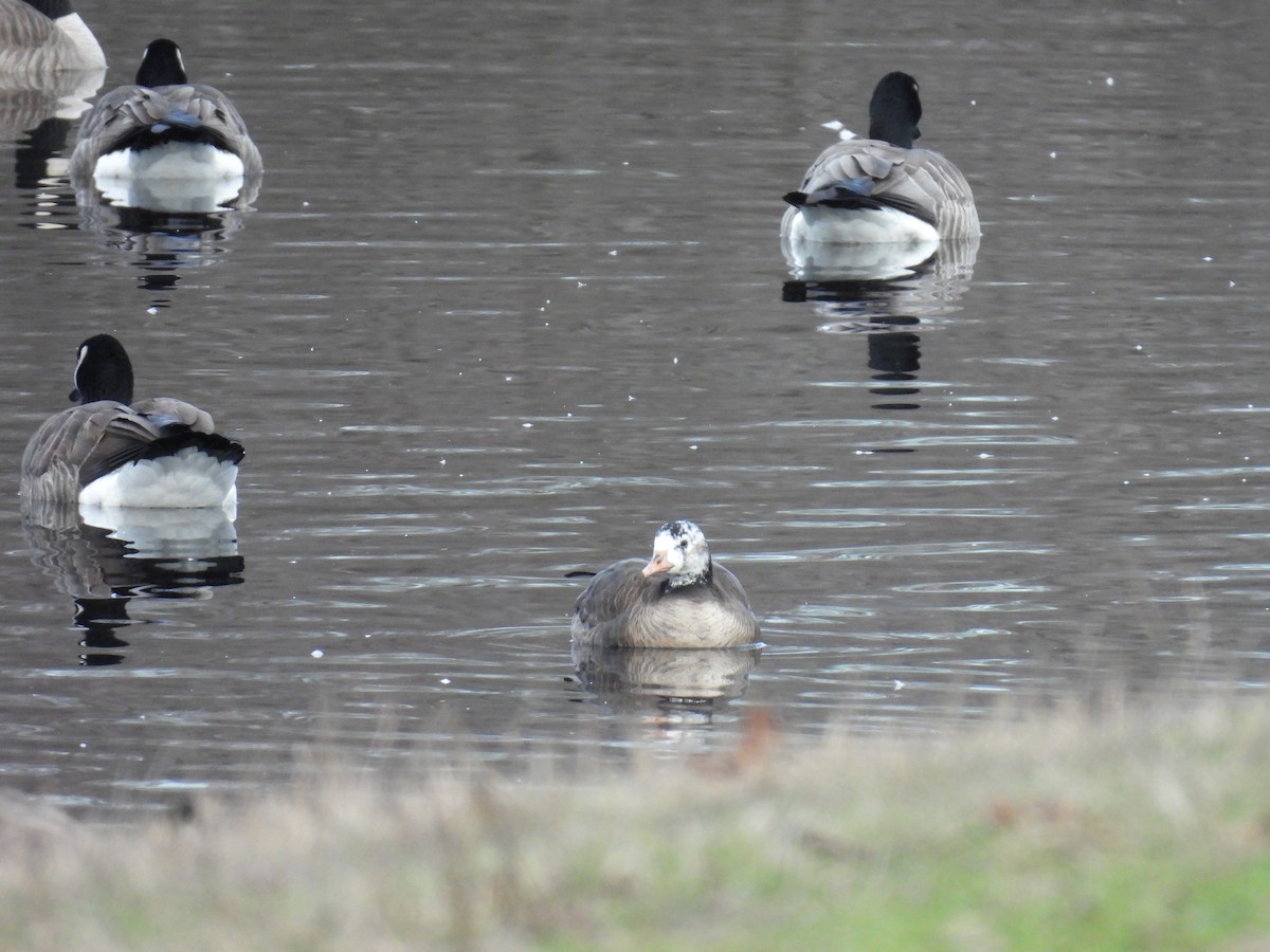 Greater White-fronted x Cackling Goose (hybrid) - ML614967140