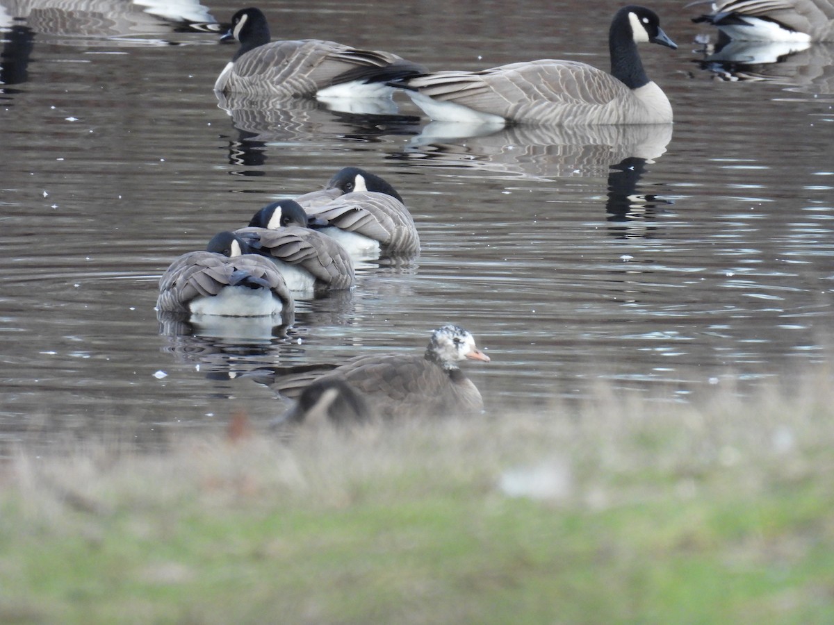Greater White-fronted x Cackling Goose (hybrid) - ML614967142