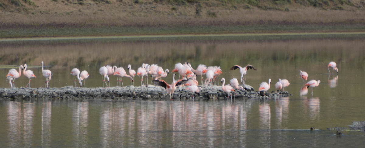 Chilean Flamingo - ML614967148