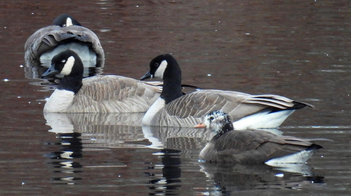 Greater White-fronted x Cackling Goose (hybrid) - ML614967179