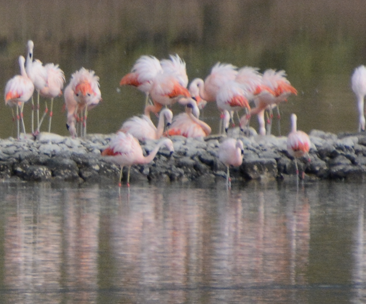 Chilean Flamingo - ML614967184