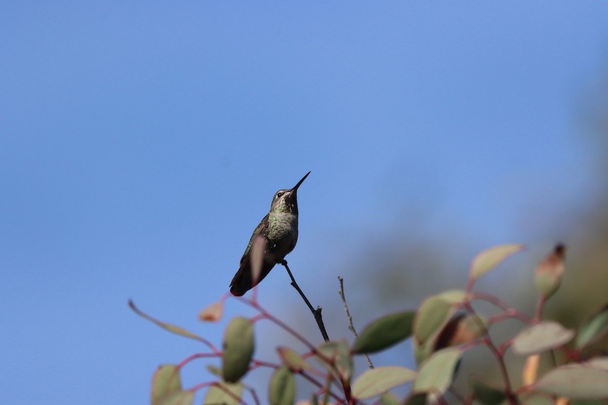 Anna's Hummingbird - Tom  Boucher