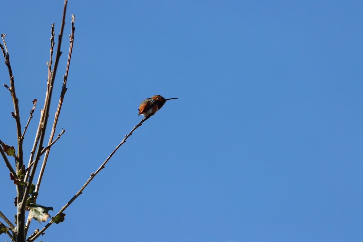 Allen's Hummingbird - ML614967288
