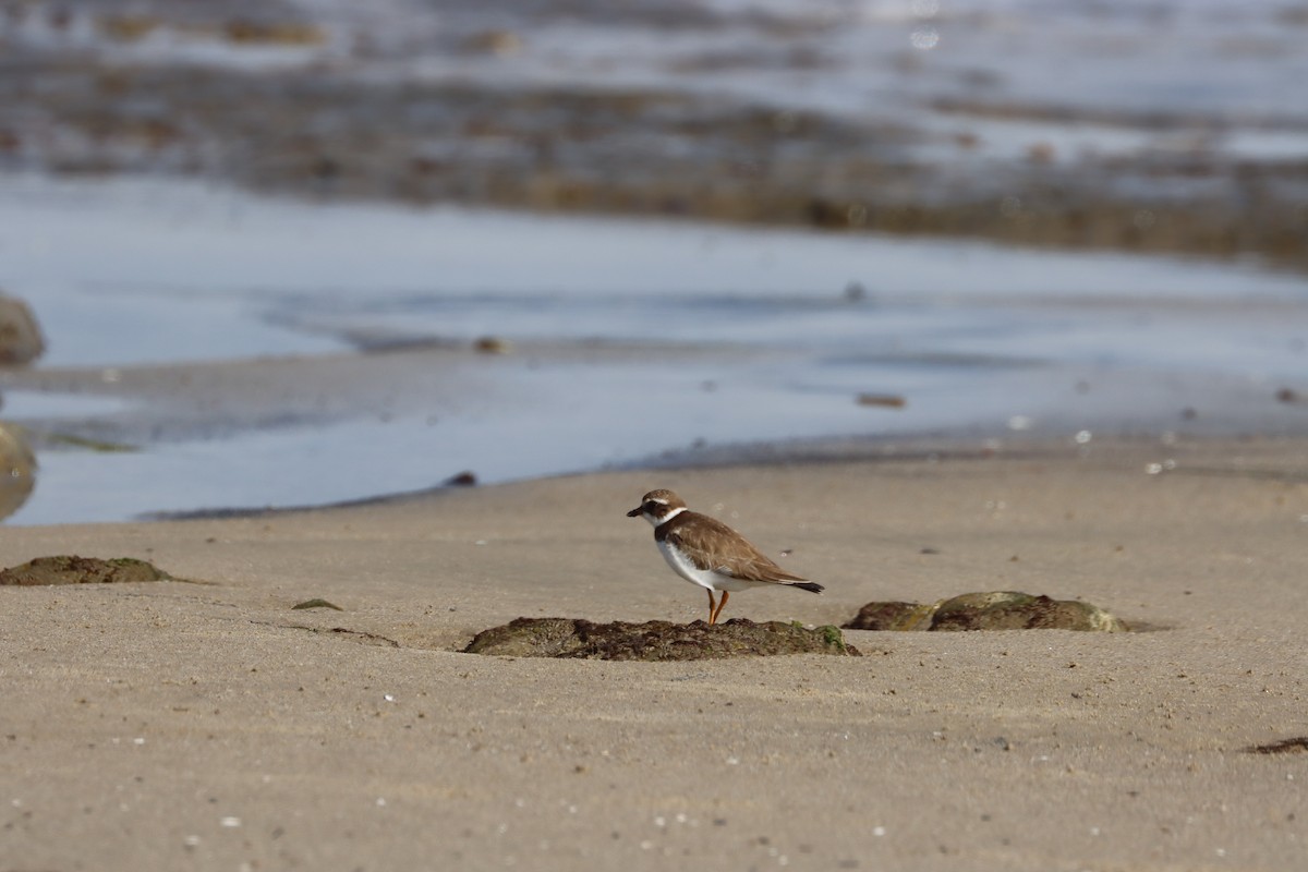 Semipalmated Plover - ML614967369