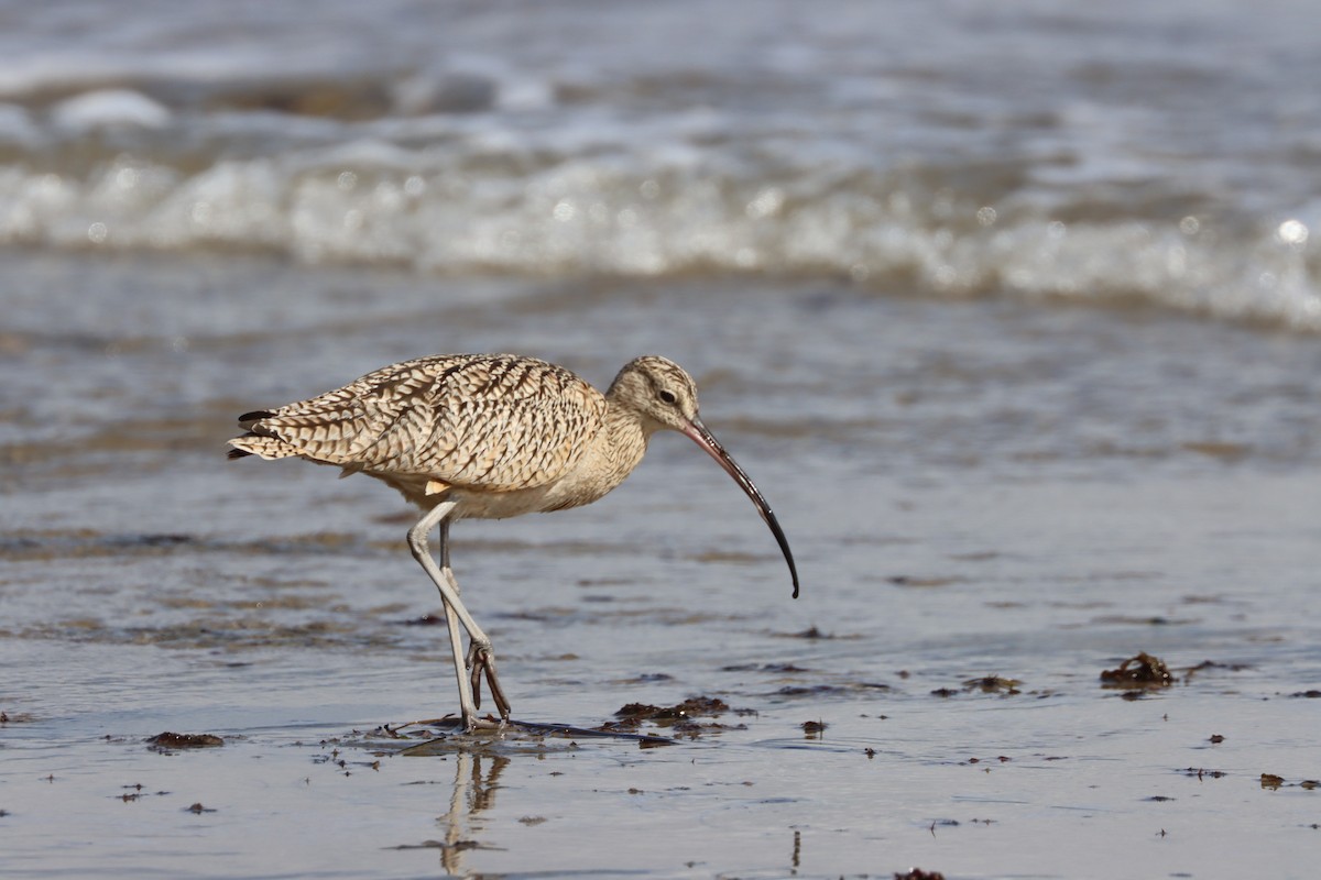 Long-billed Curlew - ML614967389