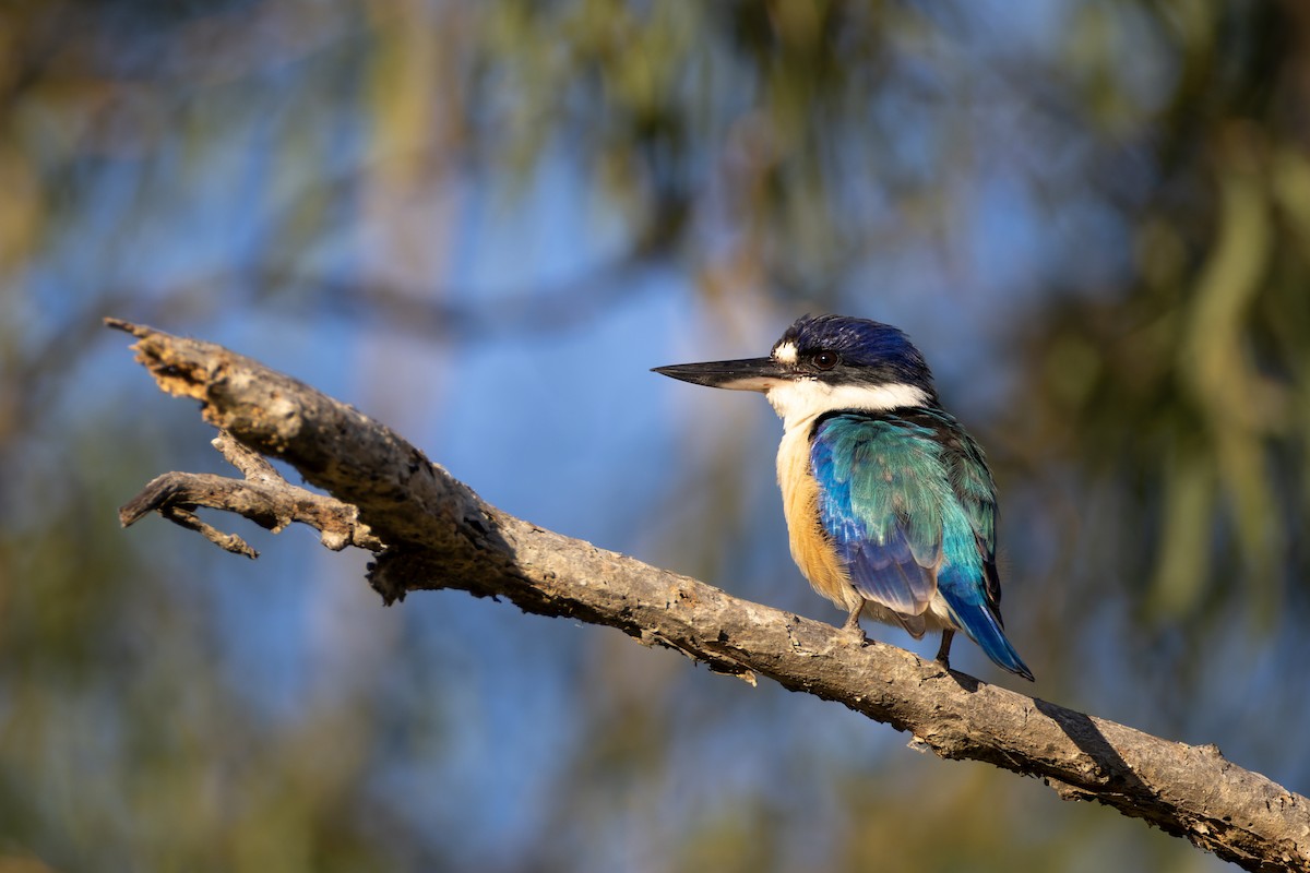 Forest Kingfisher - ML614967841