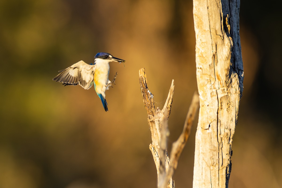 Forest Kingfisher - ML614967852