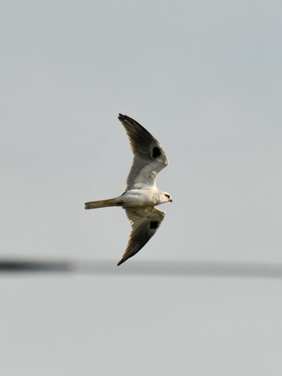 White-tailed Kite - ML614967925