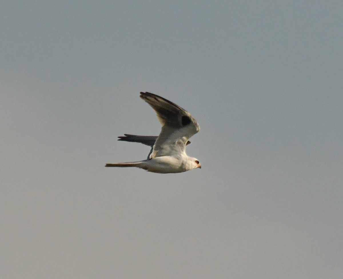 White-tailed Kite - ML614967926