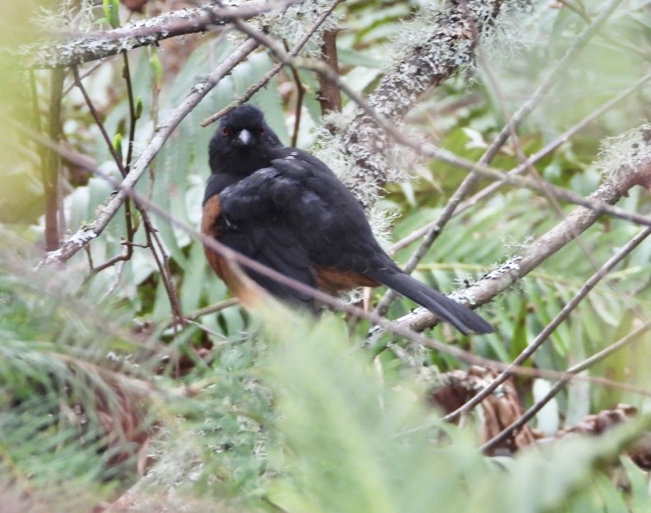 Spotted Towhee - ML614968088