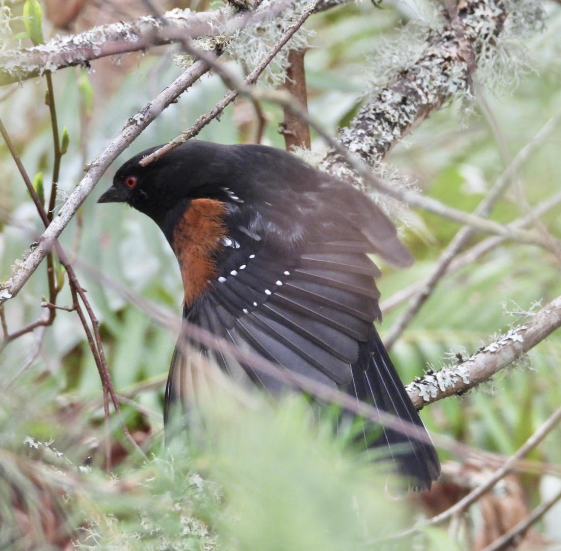 Spotted Towhee - ML614968089