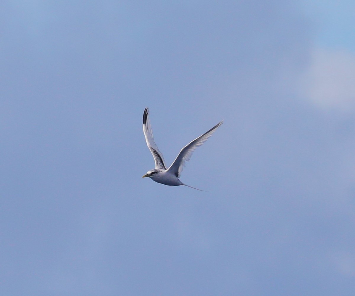 White-tailed Tropicbird (Pacific) - ML614968105