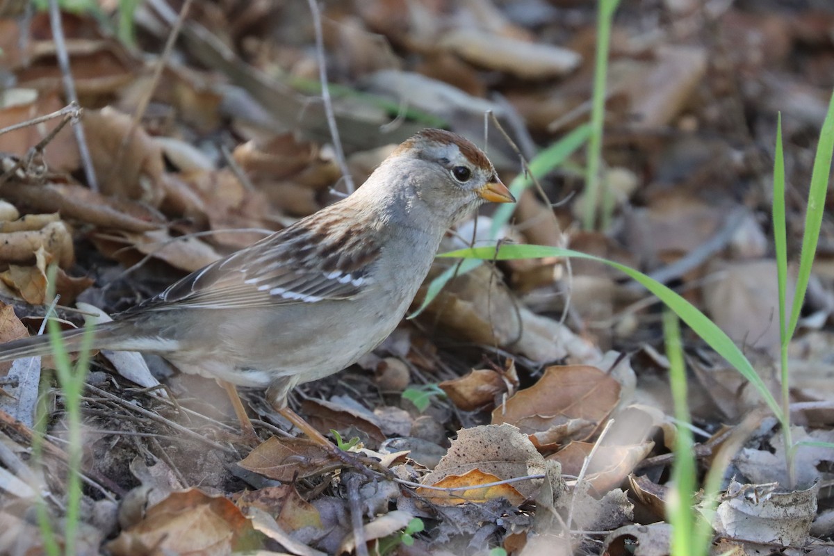 White-crowned Sparrow - ML614968107