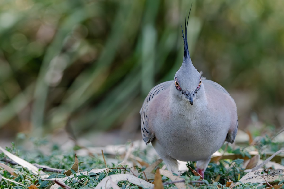 Crested Pigeon - ML614968205
