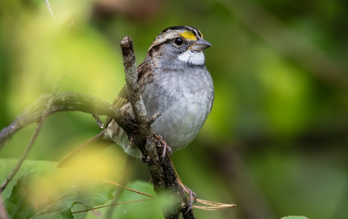 White-throated Sparrow - ML614968242