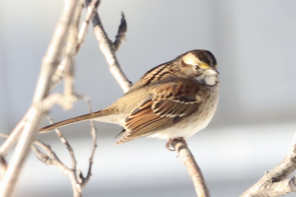 White-throated Sparrow - ML614968395