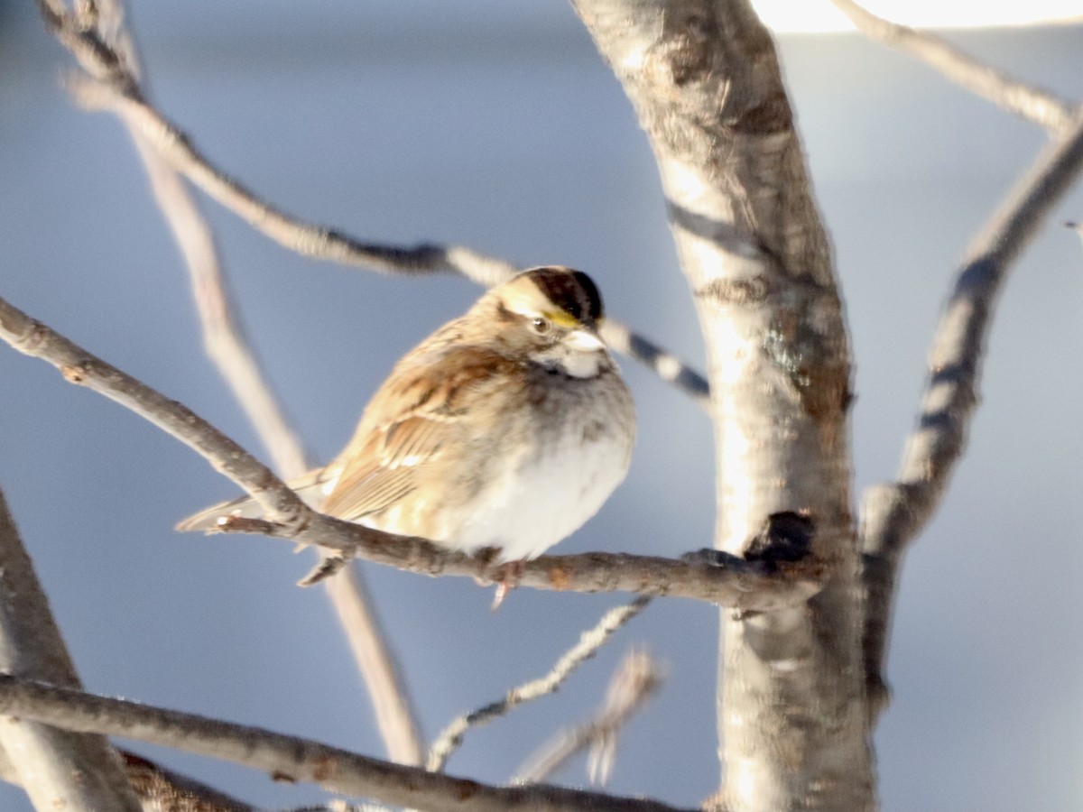 White-throated Sparrow - ML614968396