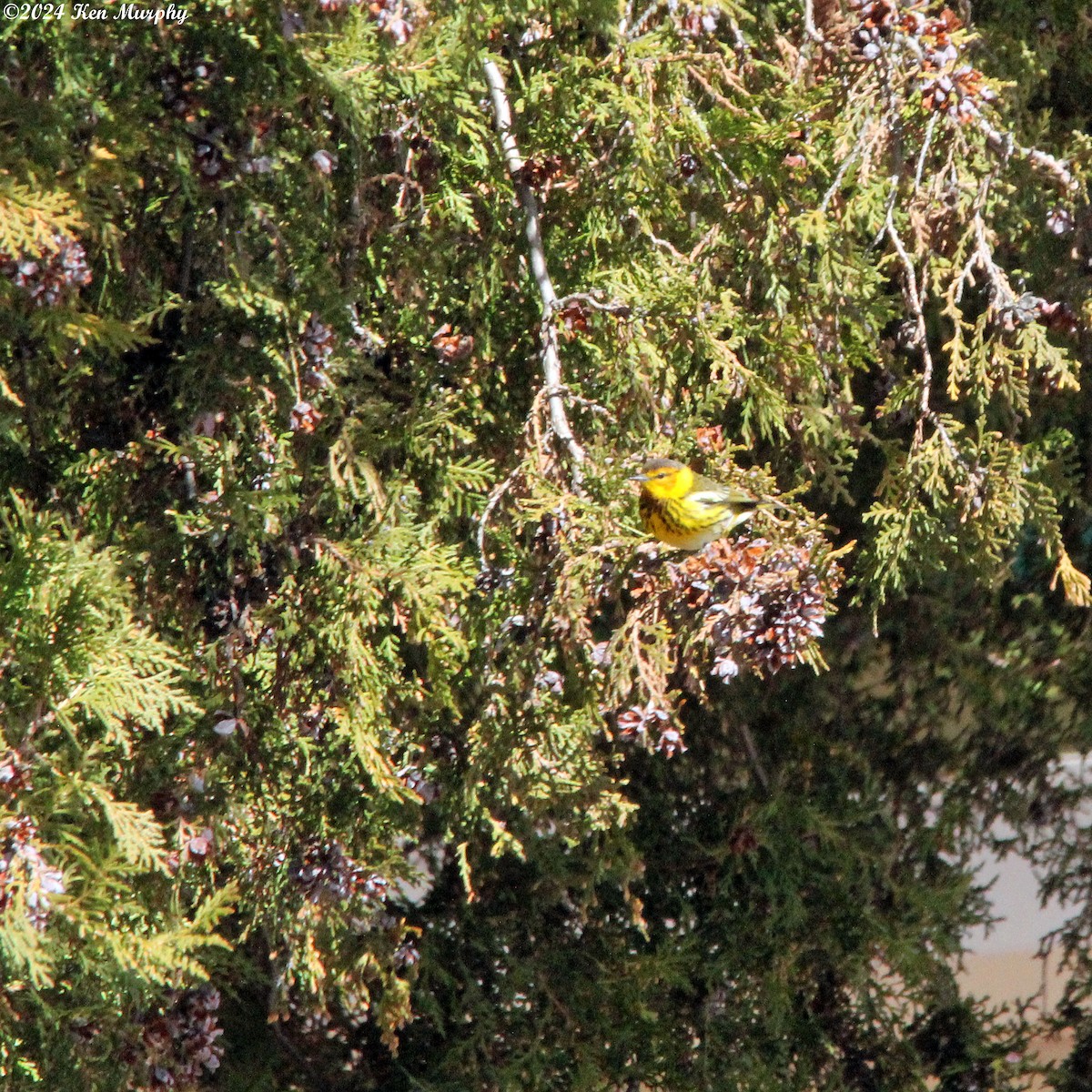 Cape May Warbler - ML614968402