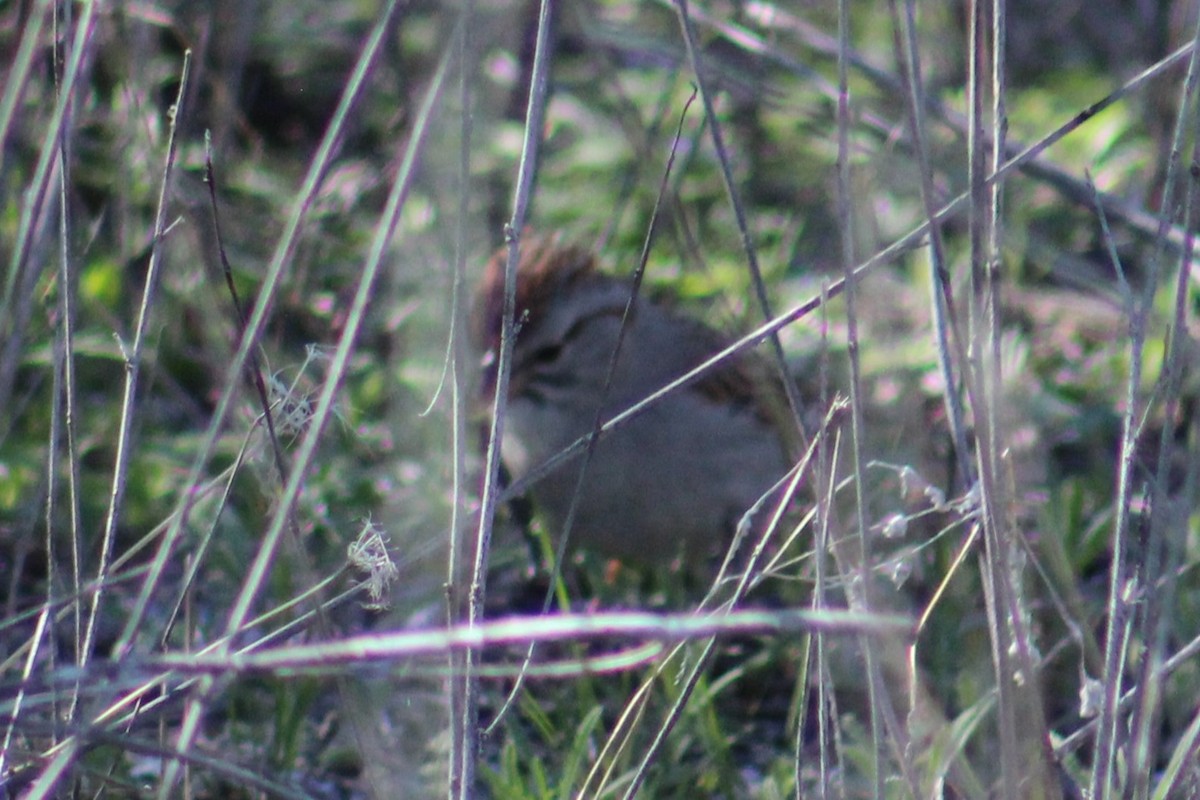 Rufous-winged Sparrow - Adair Bock